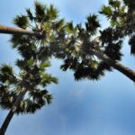 Tips Mengambil Gambar dengan Teknik Birds Eye View 